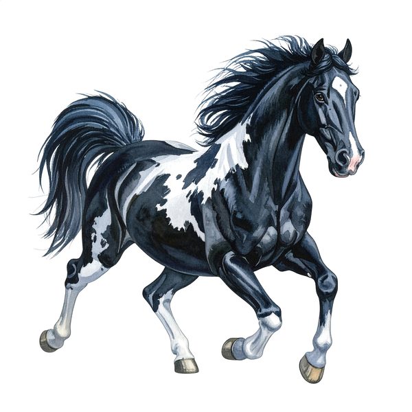 13 Piebald Horse Clipart - Western Black Paint Pony PNG (Digital Download, Commercial Use) — image 5