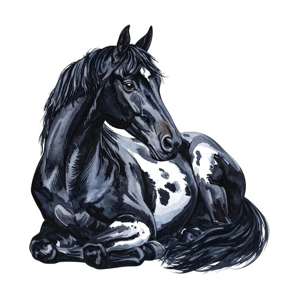 13 Piebald Horse Clipart - Western Black Paint Pony PNG (Digital Download, Commercial Use) — image 6