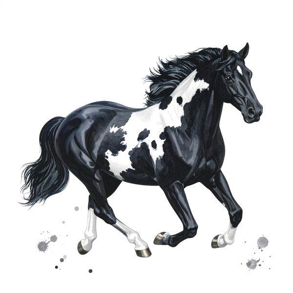13 Piebald Horse Clipart - Western Black Paint Pony PNG (Digital Download, Commercial Use) — image 7