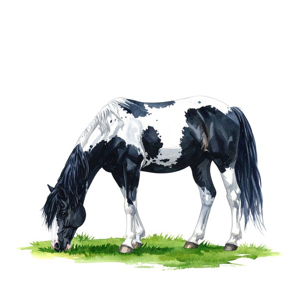 13 Piebald Horse Clipart - Western Black Paint Pony PNG (Digital Download, Commercial Use) — image 8
