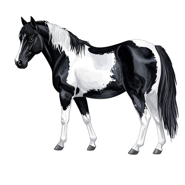 13 Piebald Horse Clipart - Western Black Paint Pony PNG (Digital Download, Commercial Use) — image 9