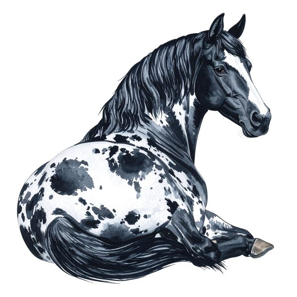 13 Piebald Horse Clipart - Western Black Paint Pony PNG (Digital Download, Commercial Use) — image 10