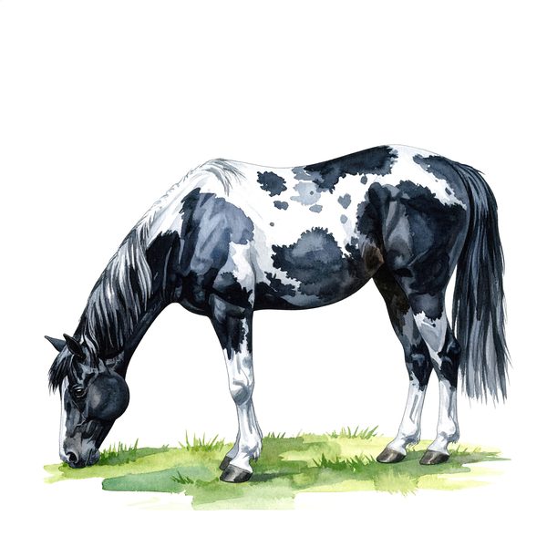 13 Piebald Horse Clipart - Western Black Paint Pony PNG (Digital Download, Commercial Use) — image 11