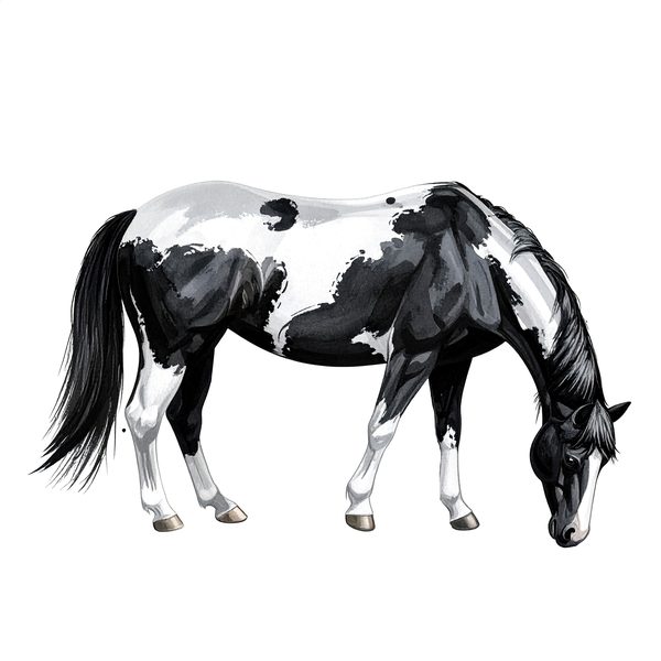 13 Piebald Horse Clipart - Western Black Paint Pony PNG (Digital Download, Commercial Use) — image 12