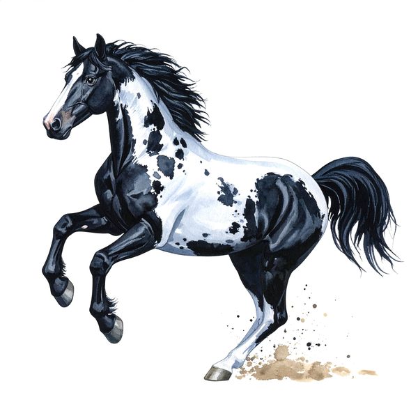 13 Piebald Horse Clipart - Western Black Paint Pony PNG (Digital Download, Commercial Use) — image 13