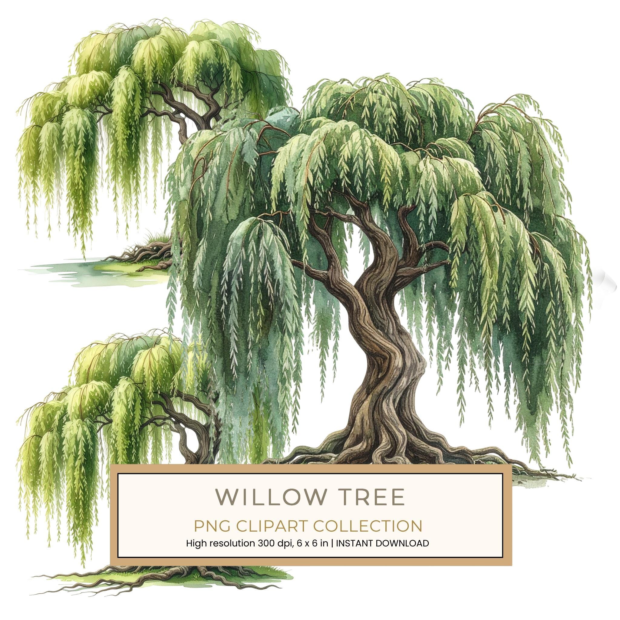 12 Weeping Willow Tree of Life Clipart PNG - Watercolor Style (Digital Download, Commercial Use)