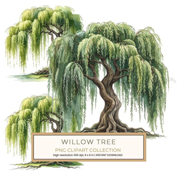 12 Weeping Willow Tree of Life Clipart PNG - Watercolor Style (Digital Download, Commercial Use)