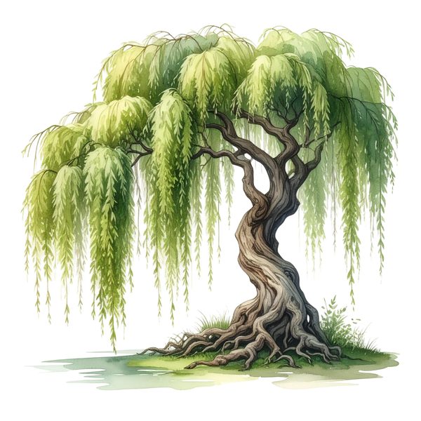 12 Weeping Willow Tree of Life Clipart PNG - Watercolor Style (Digital Download, Commercial Use) — image 1