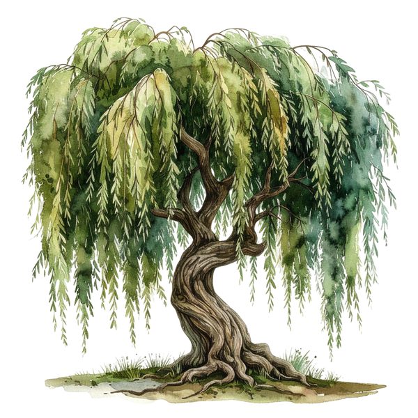 12 Weeping Willow Tree of Life Clipart PNG - Watercolor Style (Digital Download, Commercial Use) — image 9