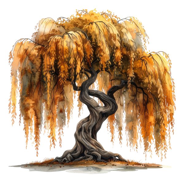 11 Autumn Willow Tree of Life Clipart PNG - Watercolor Style (Digital Download, Commercial Use) — image 3