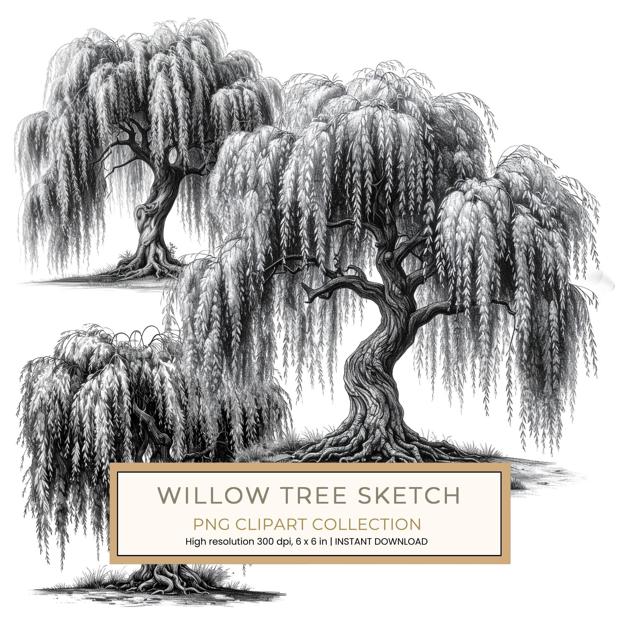 12 Weeping Willow Tree of Life Clipart – Watercolor Sketch Line Art (Digital Download)