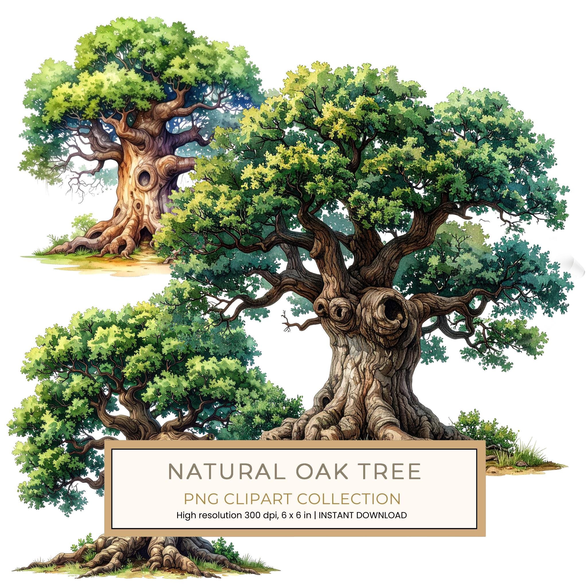 12 Natural Oak Tree of Life Clipart PNG - Watercolor Style (Digital Download - Commercial Use)