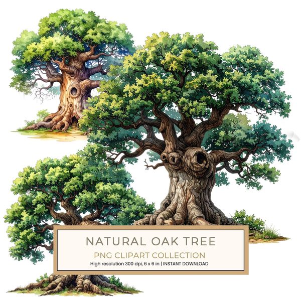 12 Natural Oak Tree of Life Clipart PNG - Watercolor Style (Digital Download - Commercial Use)