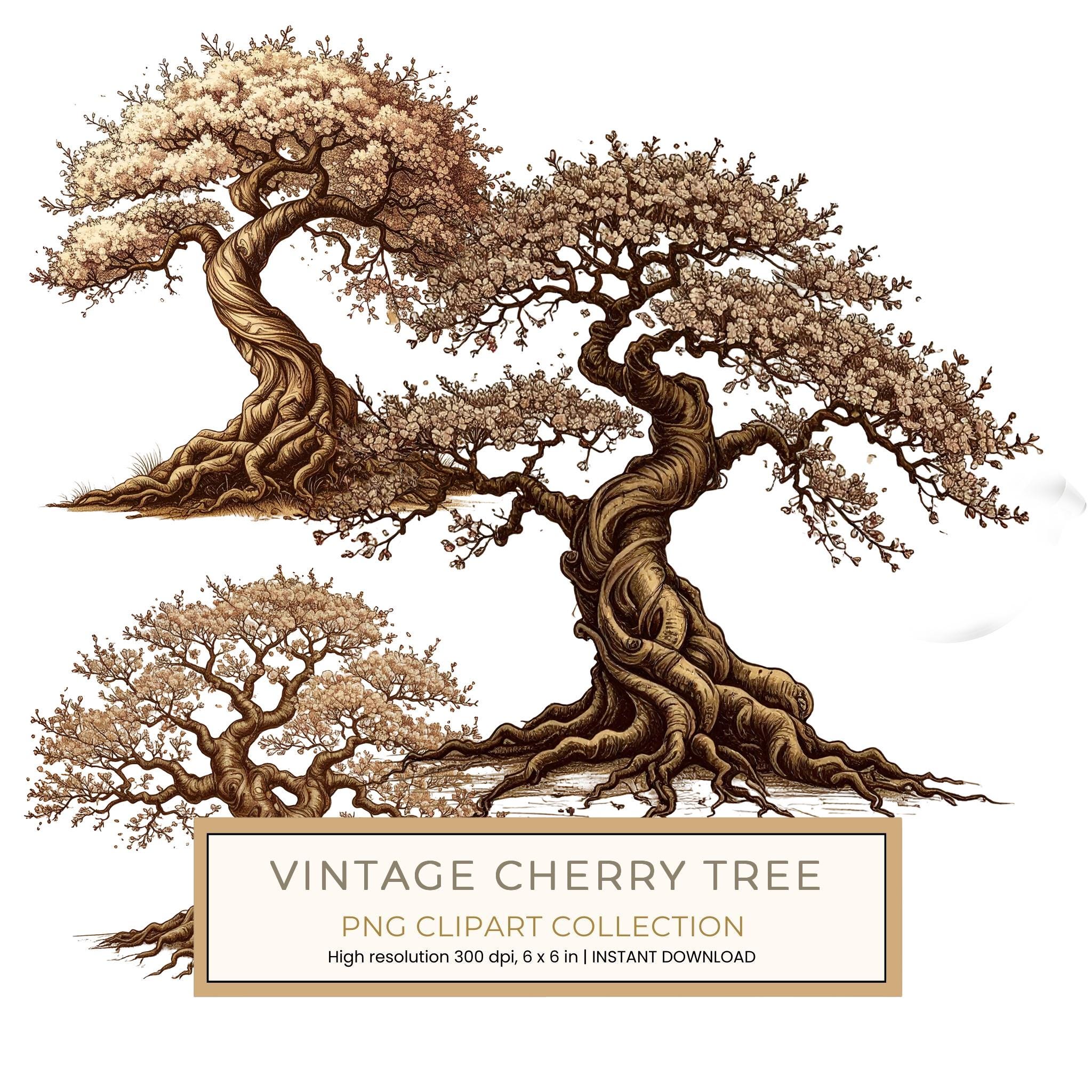 12 Cherry Blossom Tree of Life Clipart PNG - Vintage Style (Digital Download - Commercial Use)