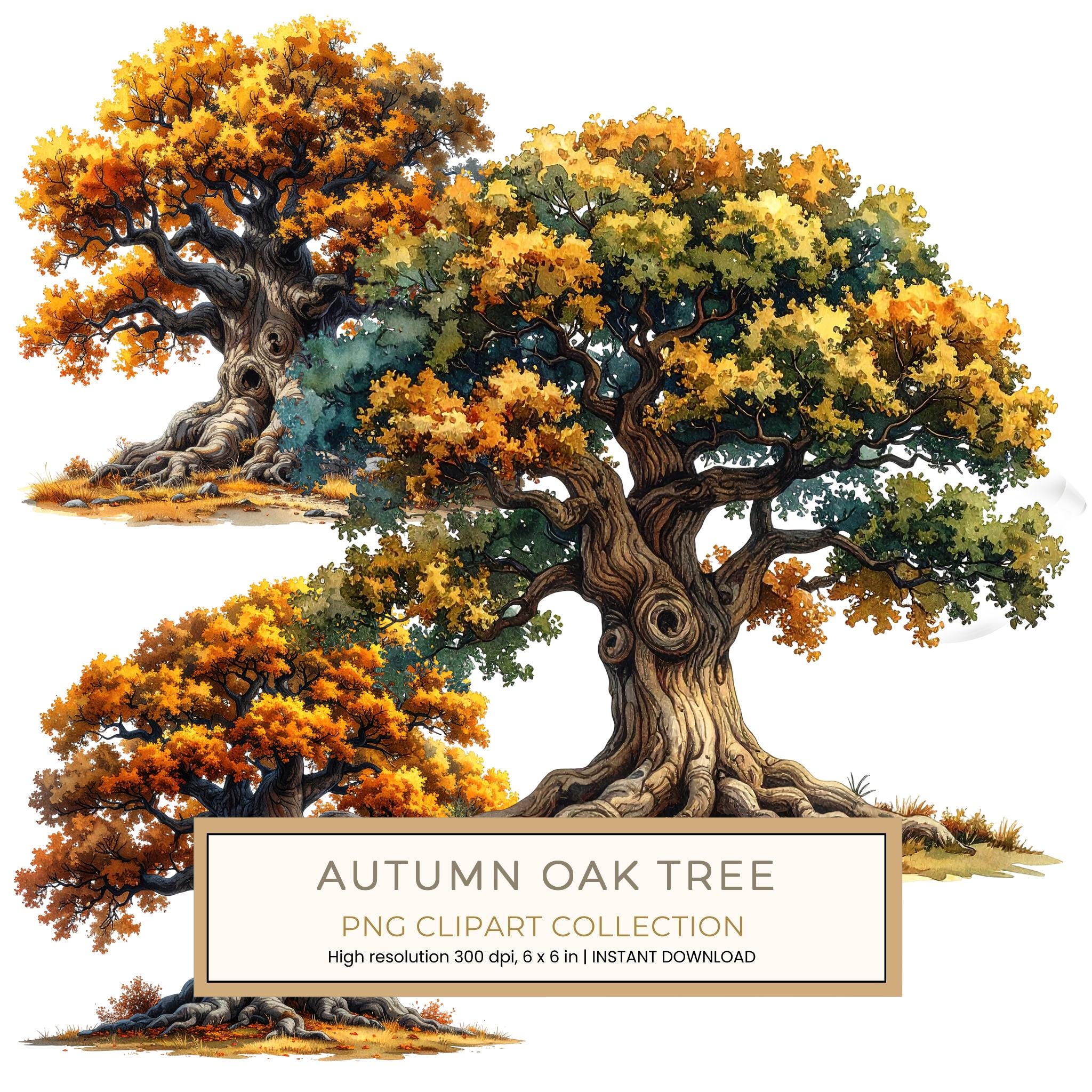 12 Autumn Oak Tree of Life Clipart PNG - Watercolor Style (Digital Download - Commercial Use)