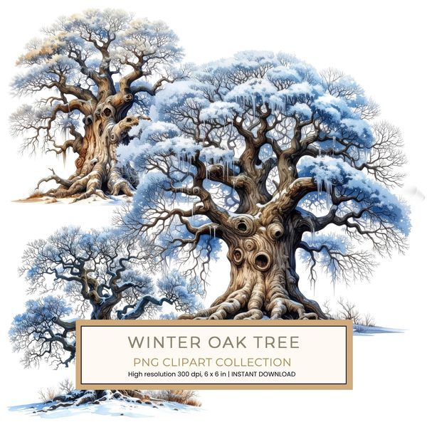 12 Winter Oak Tree of Life Clipart PNG - Watercolor Style (Digital Download - Commercial Use)