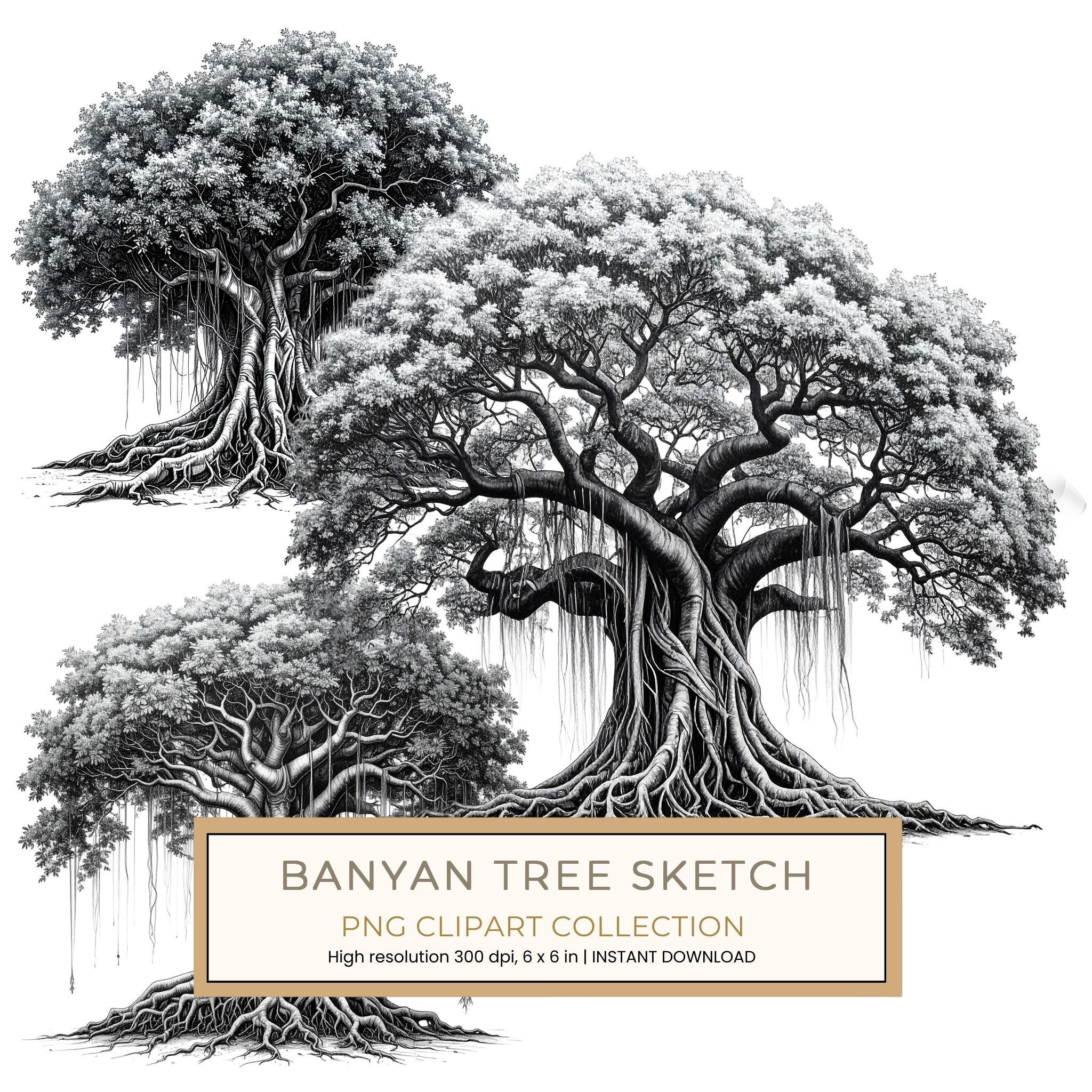 12 Banyan Tree of Life Clipart PNG - Sketch Style (Digital Download - Commercial Use)