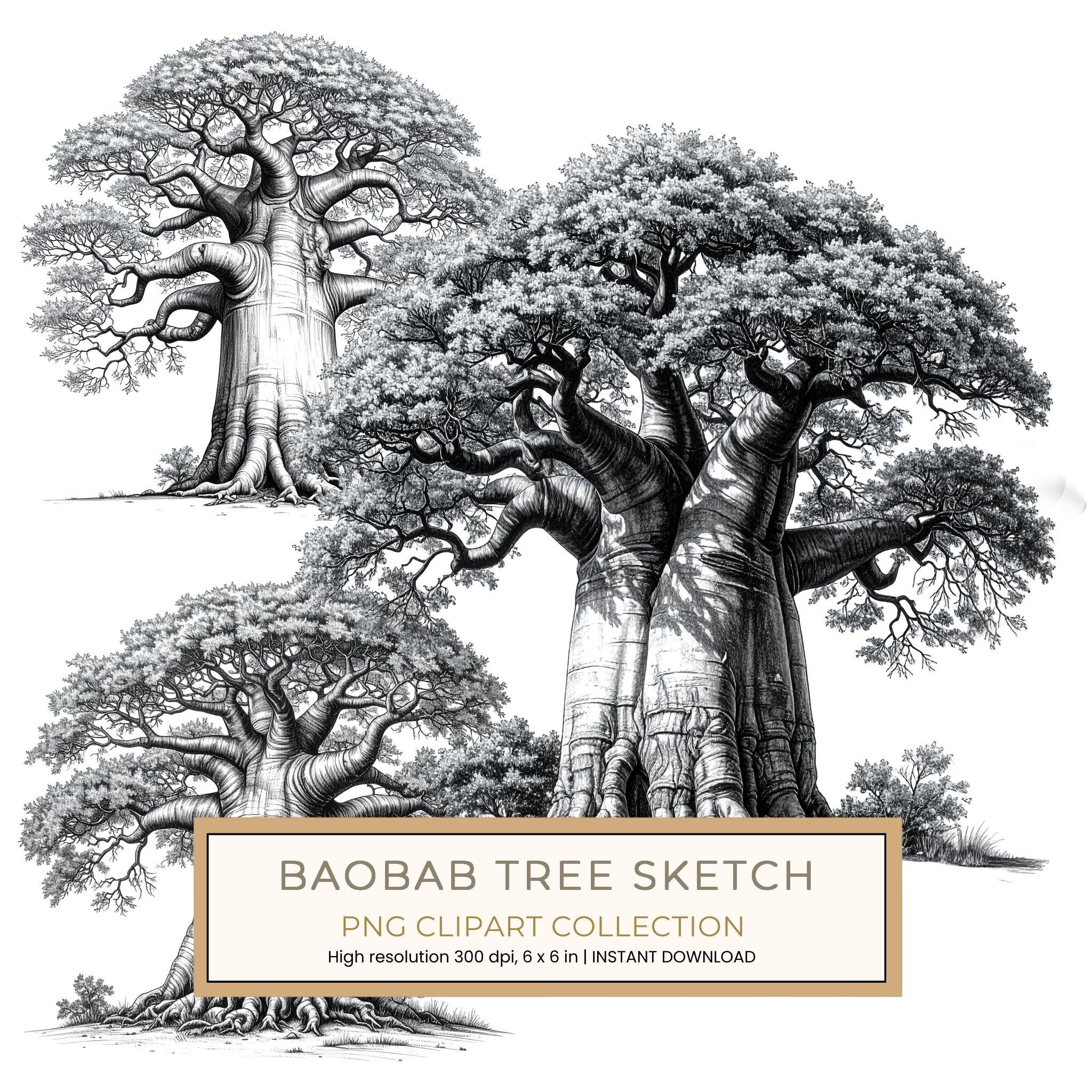 16 Baobab Tree of Life Clipart PNG - Sketch Style (Digital Download - Commercial Use)