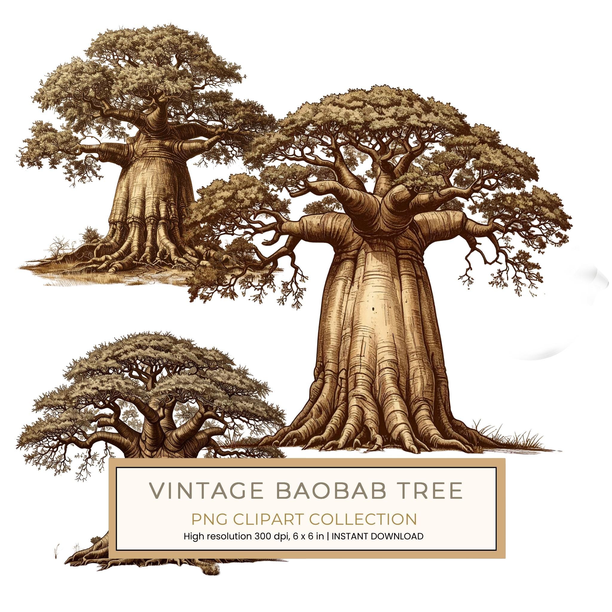 12 Baobab Tree of Life Clipart PNG - Vintage Sketch Style (Digital Download - Commercial Use)