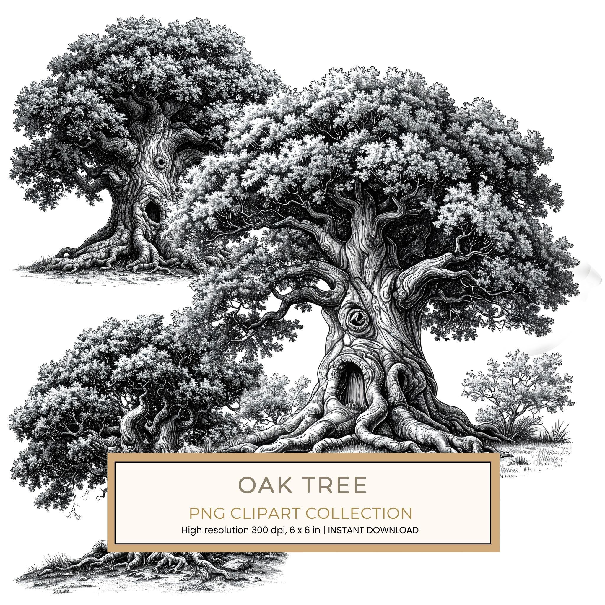12 Oak Tree of Life Clipart  PNG – Sketch Line Art (Digital Download)