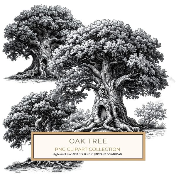 12 Oak Tree of Life Clipart  PNG – Sketch Line Art (Digital Download)