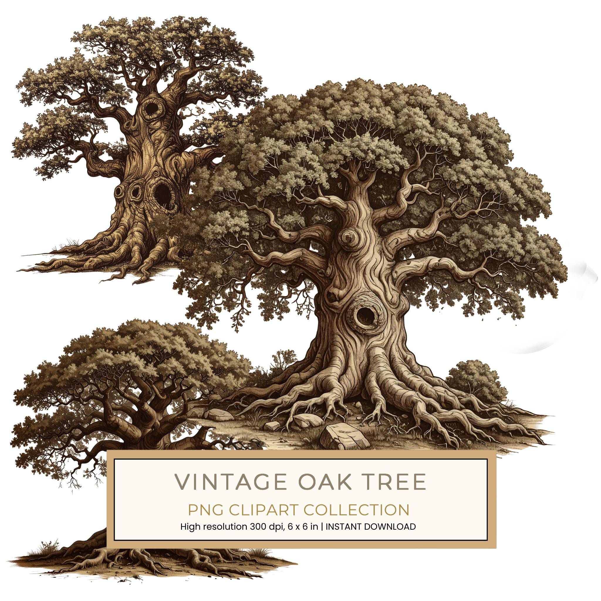 12 Oak Tree of Life Clipart PNG - Vintage Sketch Style (Digital Download - Commercial Use)