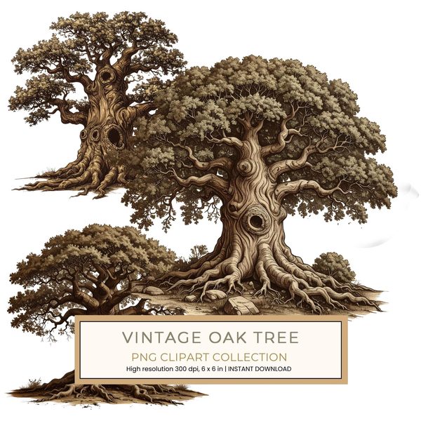 12 Oak Tree of Life Clipart PNG - Vintage Sketch Style (Digital Download - Commercial Use)