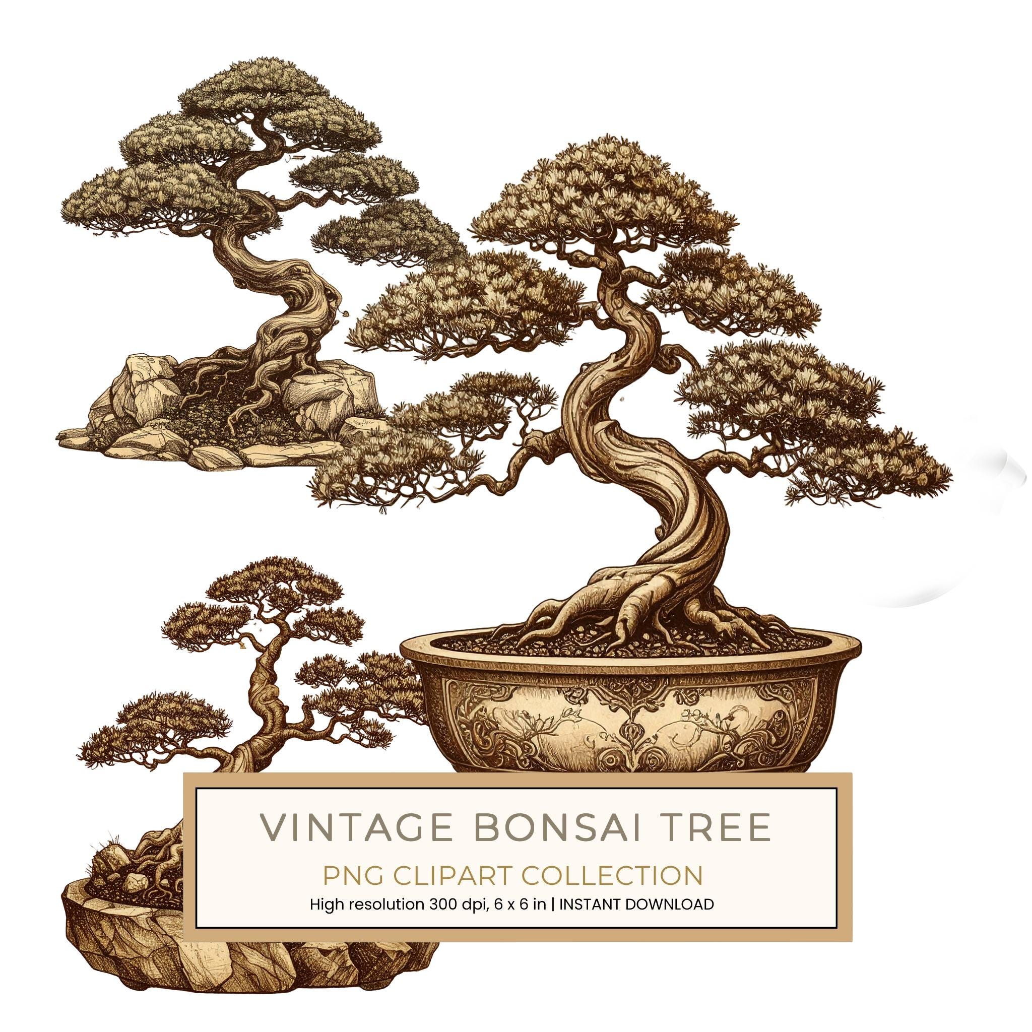 12 Bonsai Tree of Life Clipart PNG - Vintage Sketch Style (Digital Download - Commercial Use)