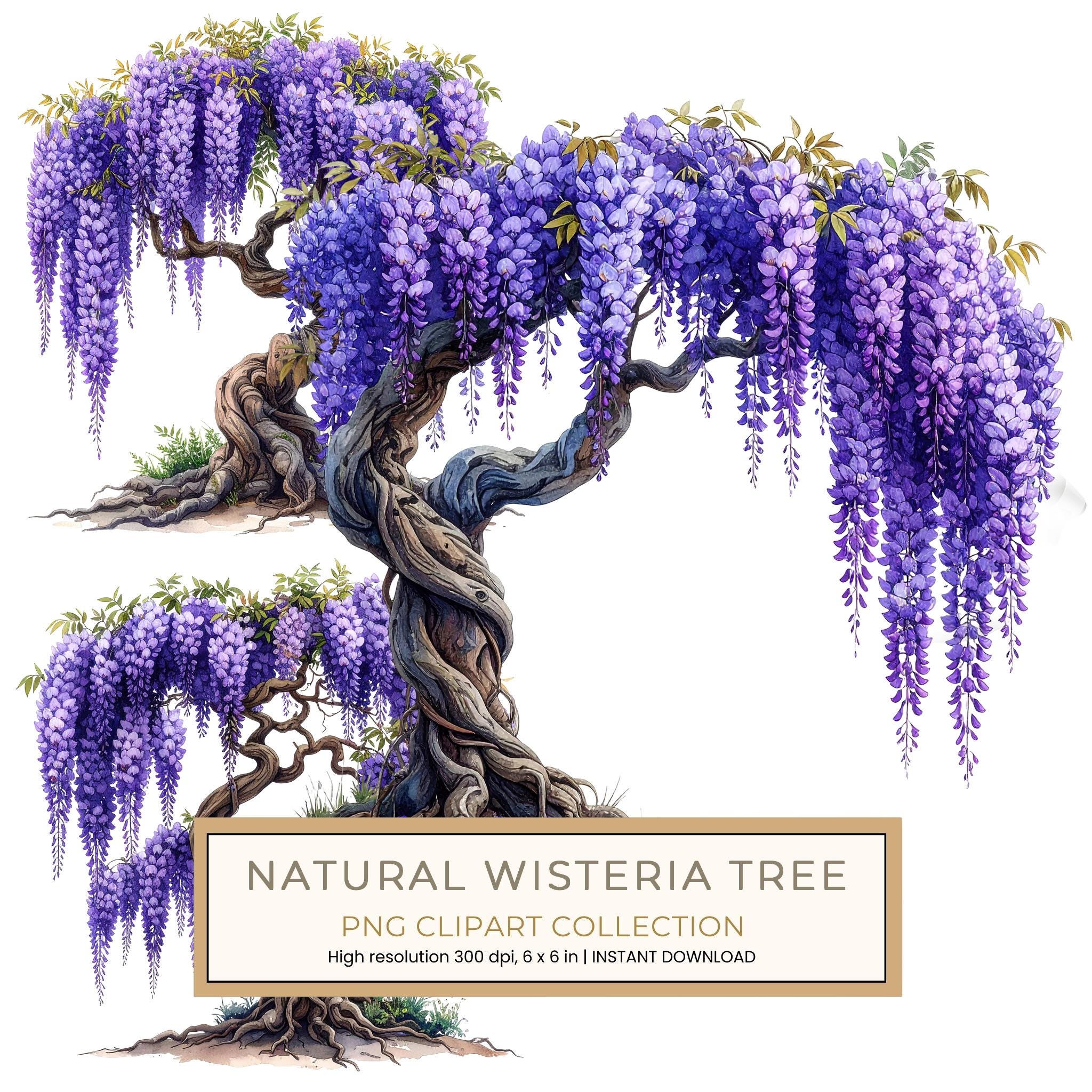 12 Wisteria Tree of Life Clipart PNG - Watercolor Style (Digital Download, Commercial Use)
