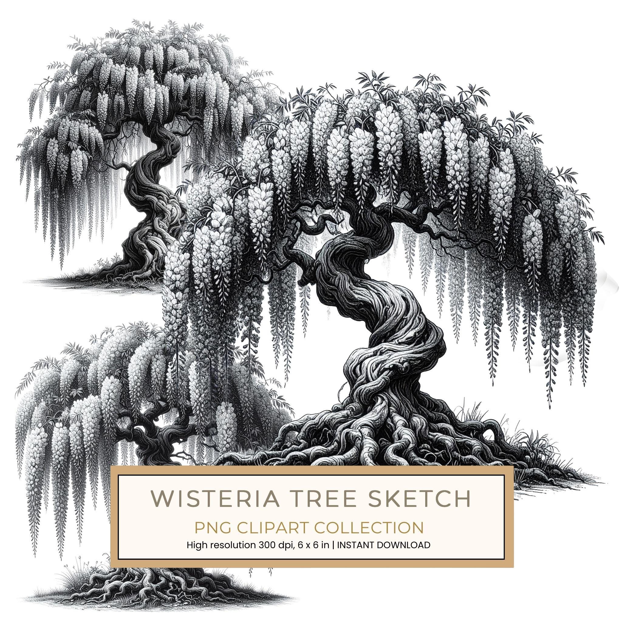 12 Blooming Wisteria Tree of Life Clipart PNG - Sketch Style (Digital Download - Commercial Use)