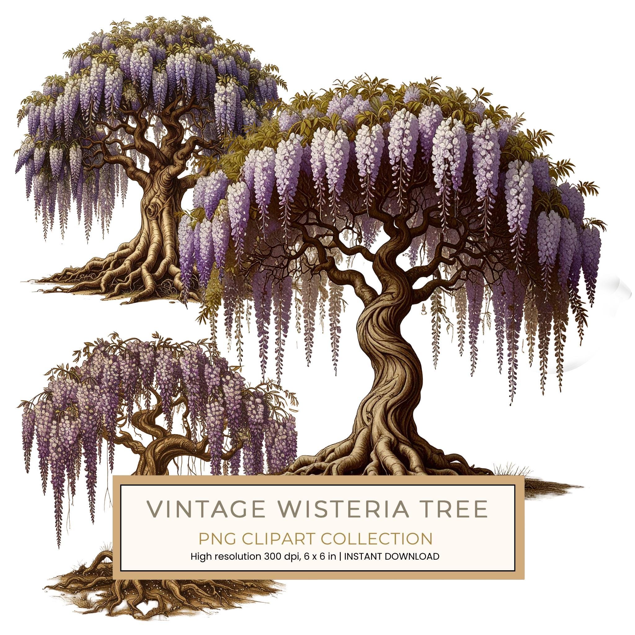 12 Wisteria Tree of Life Clipart PNG - Vintage Sketch Style (Digital Download - Commercial Use)