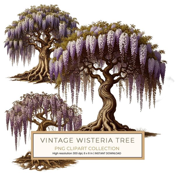 12 Wisteria Tree of Life Clipart PNG - Vintage Sketch Style (Digital Download - Commercial Use)