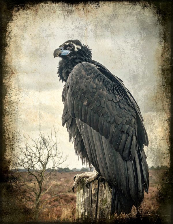 Junk Journal Pages: 150 Printable Sheets - Gothic Bestiary - Commercial Use — image 10