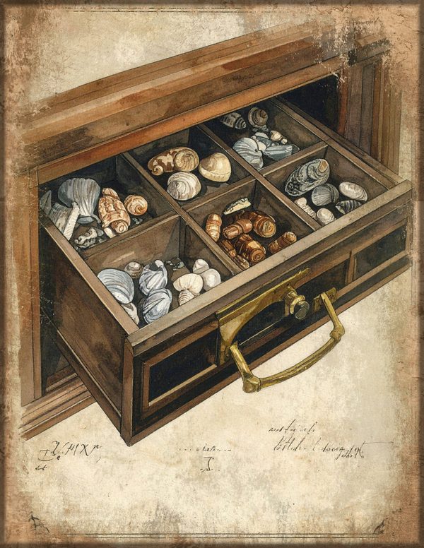 Junk Journal Papers: Printable Vintage Pages - Cabinet of Curiosities - Commercial Use — image 4